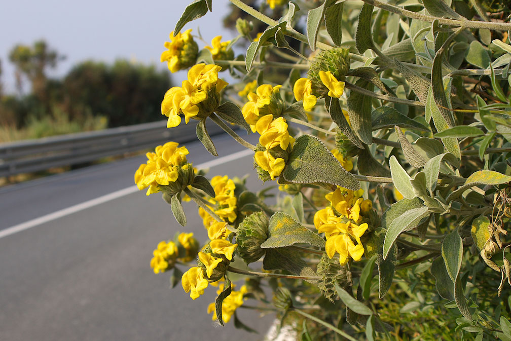 Phlomis fruticosa / Salvione giallo